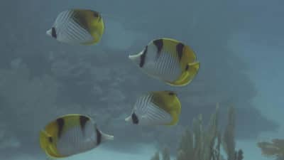 Saddled Butterflyfish Chaetodon falcula and Threadfin Butterflyfish Chaetodon auriga