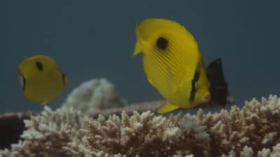 Teardrop Butterflyfish Chaetodon interruptus in the background with Zanzibar Butterflyfish Chaetodon zanzibarensis in the foreground