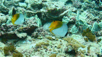 Threadfin Butterflyfish Chaetodon auriga