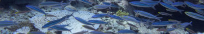 Walls of Fish Photo Album (BIOT)