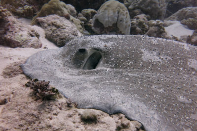 porcupine ray Sam Clements