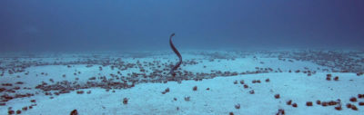 Sea snake swimming above hermit crab aggregation on seafloor.