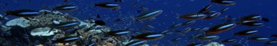 BIOT's Reefs
