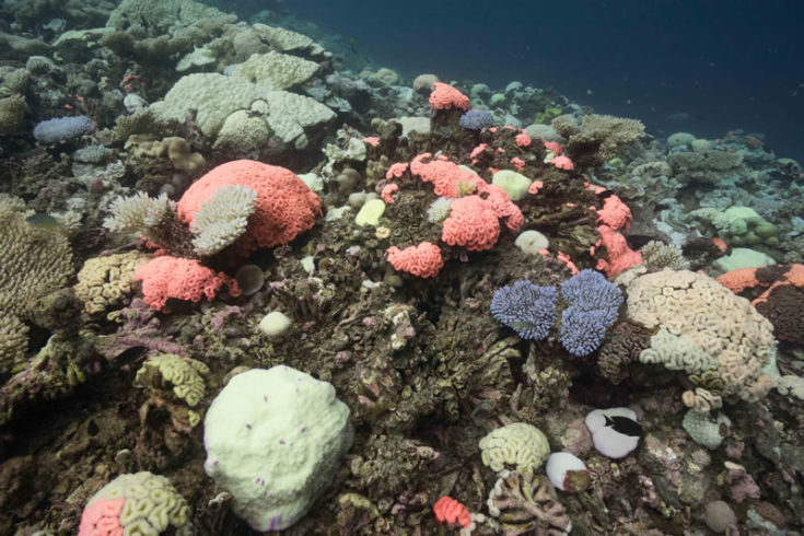 Coral reefs bleach in BIOT