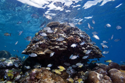 Solomon Islands Reef
