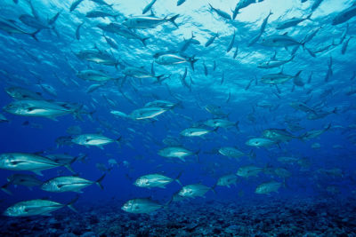 We were in the Solomon Islands to survey the biodiversity and abundance of fish and corals