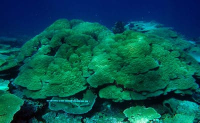 hemispherical porites lutea over 4 m diameter