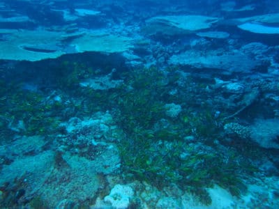 seagrass and coral intermixed at BIOT 2