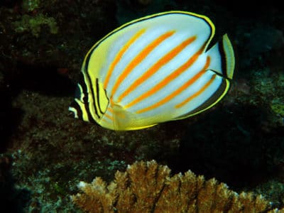 Butterflyfish: Charismatic Coral Cover Indicators