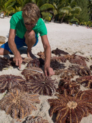 Andy Bruckner measuring COTS sizes to add to the LOF crown of thorns database.