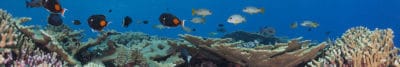 New Online Marine Science Curriculum by Living Oceans Foundation