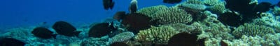 Herbivorous Reef Fish: Aitutaki's Grazers