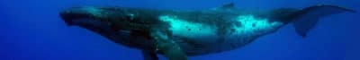 Humpback Whale Season in Cook Islands