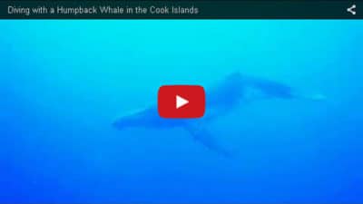 Humpback Whale Cook Islands Video