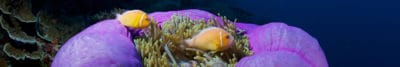 Clownfish (c)Keith Ellenbogen/iLCP