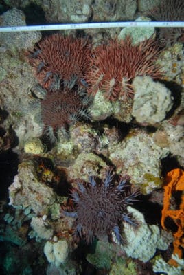 Many COTS consuming the reef