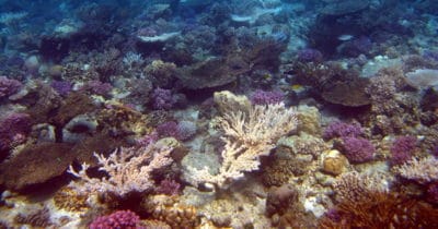 The reef flat with many dead table corals eaten by COTS over the last several weeks
