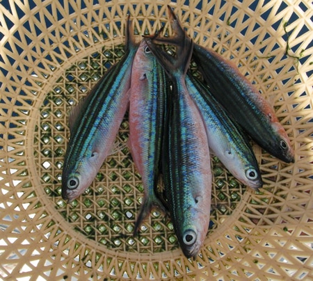 Fishing at the Farasan Banks, Red Sea (KSLOF) -Living Oceans Foundation