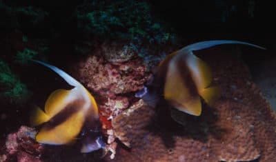 Coral Eaters