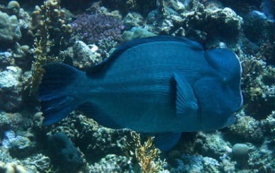 About 50% of the diet of a bumphead parrotfish consists of coral