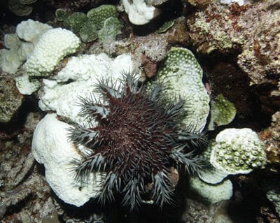COTS on a bleached coral