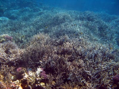 A thicket of Acropora formosa