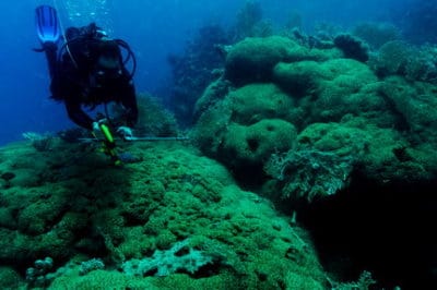 glenn page swimming above a lobophyllias colony