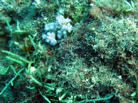 Juvenile Pocillopora in a thick bed of macroalgae