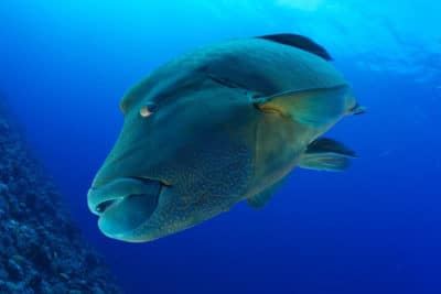 Napoleon wrasse (Chelinus undulatas)