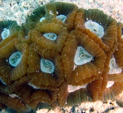 Coral polyps