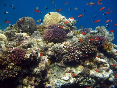 Reef crest at site 1.