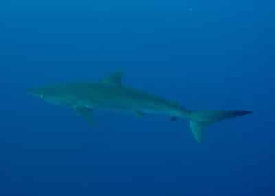 silky shark