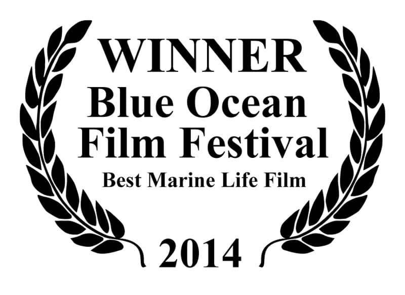 winner blue ocean