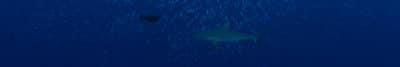 Shark in Palau (c)Keith Ellenbogen/iLCP
