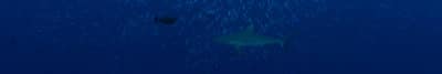Shark in Palau (c)Keith Ellenbogen/iLCP