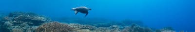 Sea Turtle (c)Michelle Westmoreland/iLCP