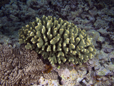 pocillopora eydouxi is rarely eaten