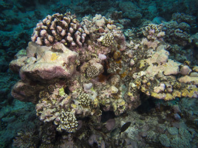 reef recovery north tip of Aitutaki, Cook Islands