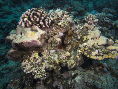 Reef Recovery After COTS Outbreak (KSLOF) -Living Oceans Foundation