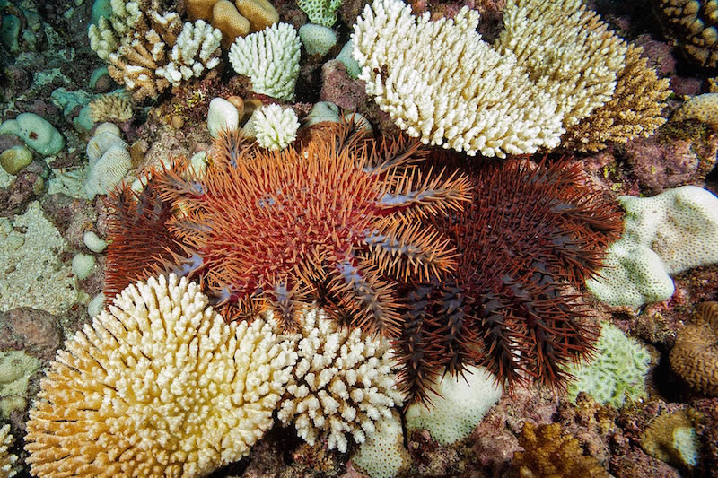 COTS living on a coral reef.