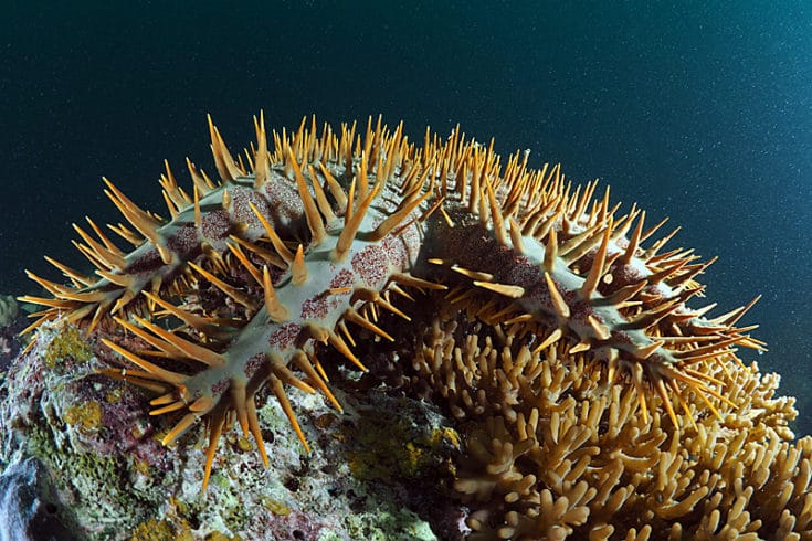 Crown of Thorns Starfish (COTS) 