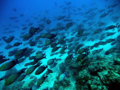 yellowfin surgeonfish