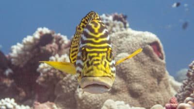 Adult Indian Ocean oriental swetlips - Plectorhinchus vittatus