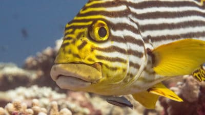 Adult Indian Ocean oriental swetlips - Plectorhinchus vittatus