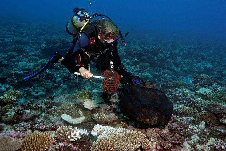 Deadly starfish removal