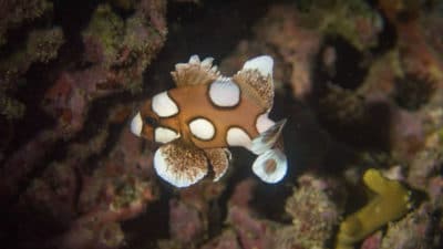 Juvenile Harlequin Sweetlips, Plectorhinchus chaetodonoides