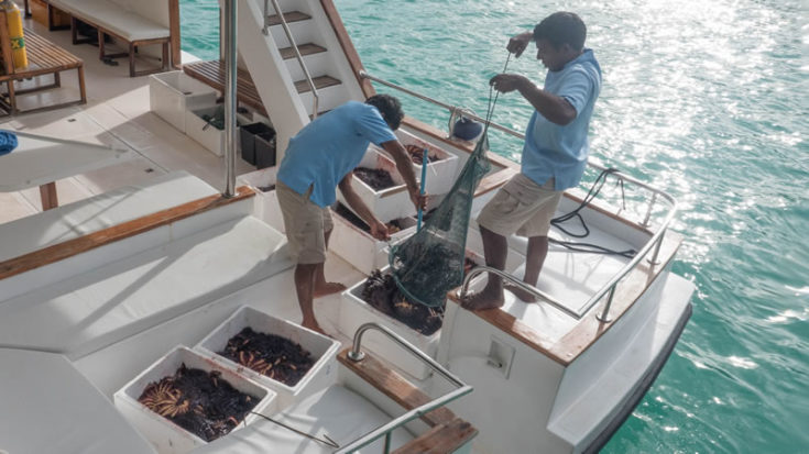 SCAR Team divers organize their COTS catch on the dive boat