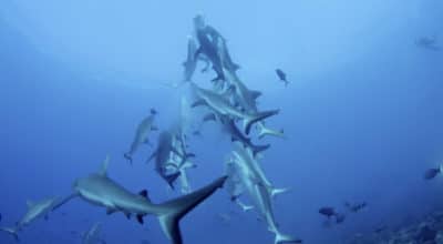 Shark Feeding Behavior