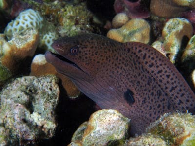 Moray Eels at Maldives