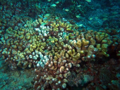 pavona clavus cots damage